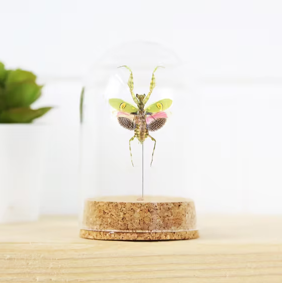 Cloche "Jeweled Flower Mantis" - The Bug Club